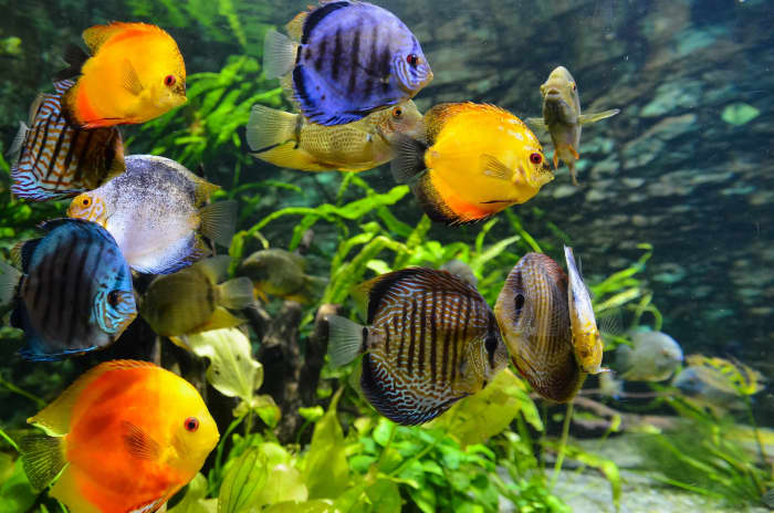 discus fish