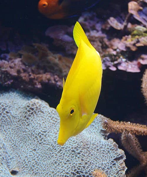 10 spectacular yellow coloured fish—a visual feast