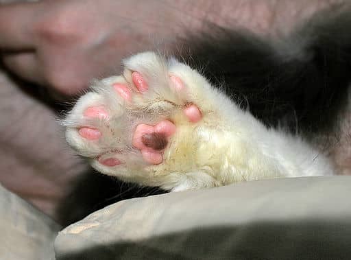 Curious Congenital Anomalies Polydactyl And Syndactyl Humans And Cats