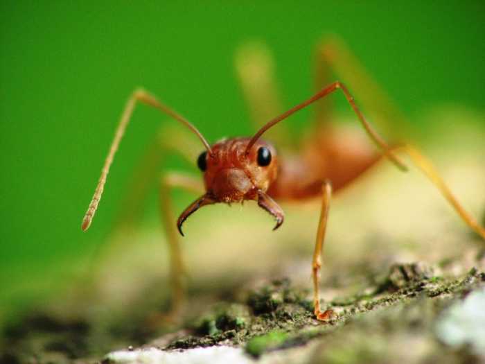 a weaver ant: not someone you want to mess with!