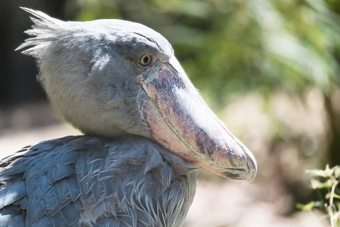 Facts About The Shoebill Stork A Large And Strange Bird Owlcation