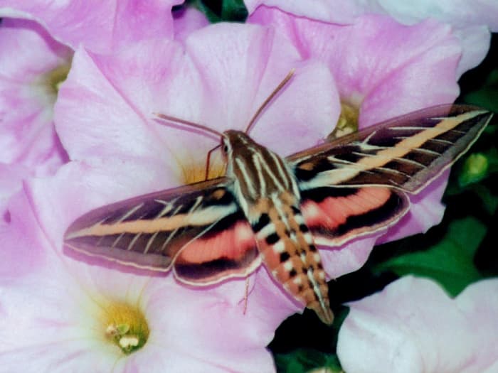 white lined sphinx moth