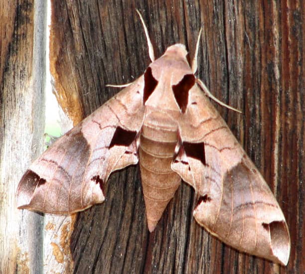 achemon sphinx moth