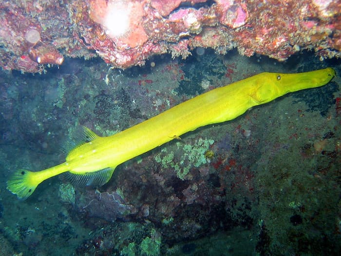 yellow trumpet fish - aulostomus chinensis