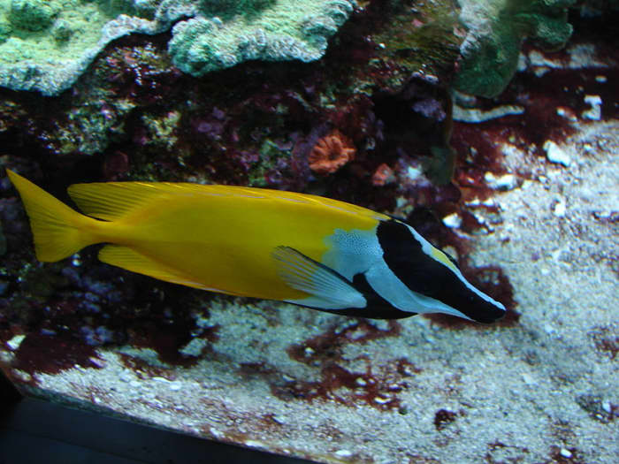 foxface rabbitfish - siganus vulpinus