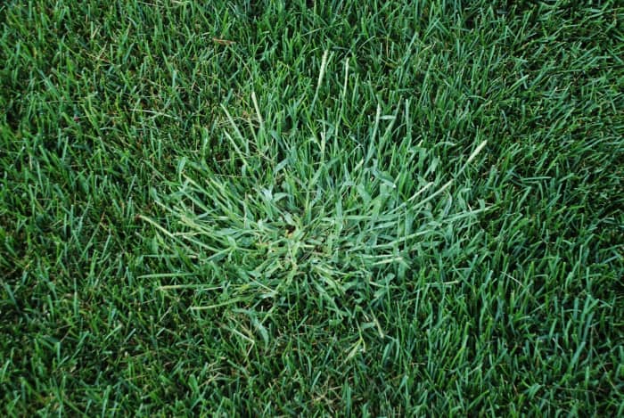 win the war against crabgrass!