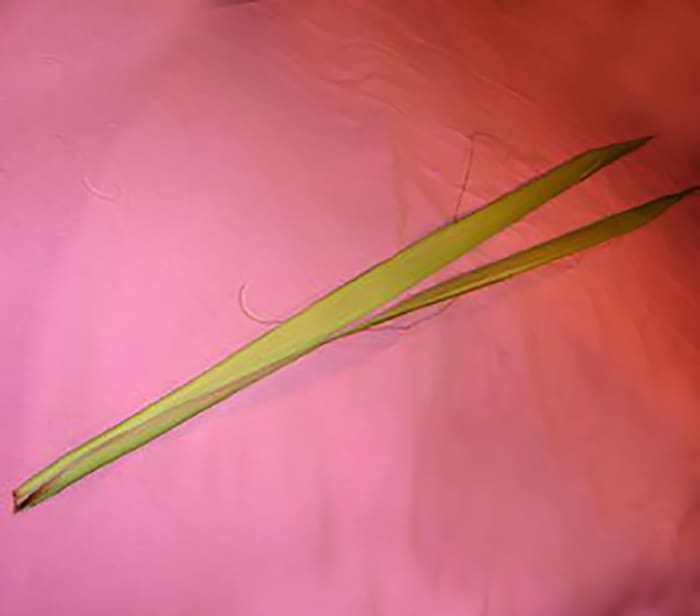 How To Make A Palm Rose For Palm Sunday Holidappy