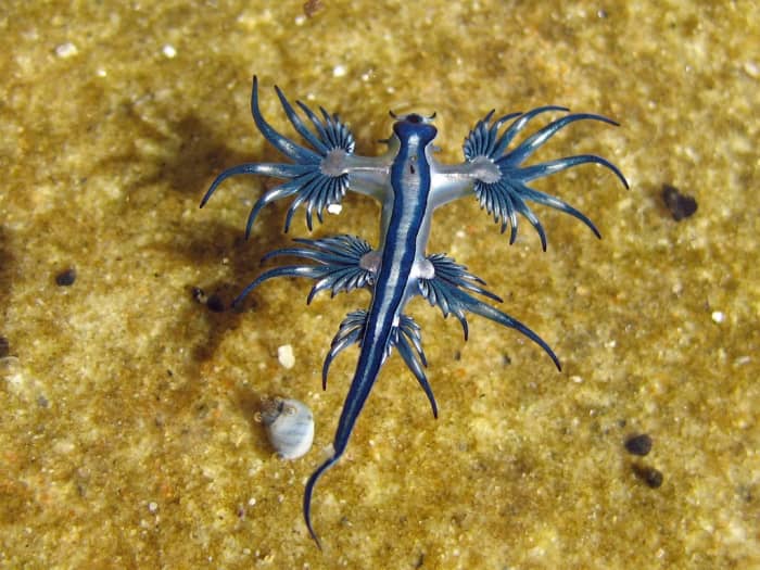 Beautiful Nudibranchs Colorful Sea Slugs Hubpages