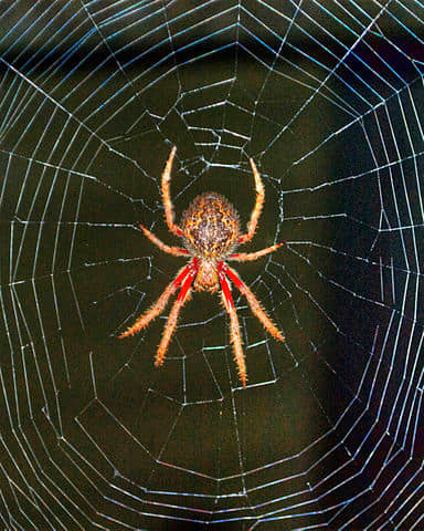 The Evolution Of Spiders And Their Remarkable Adaptations Owlcation