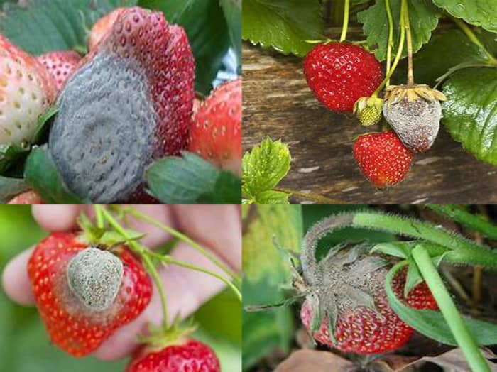 Compendium Of Diseases Of Crops Strawberry Hubpages