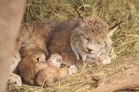 The Canada Lynx HubPages