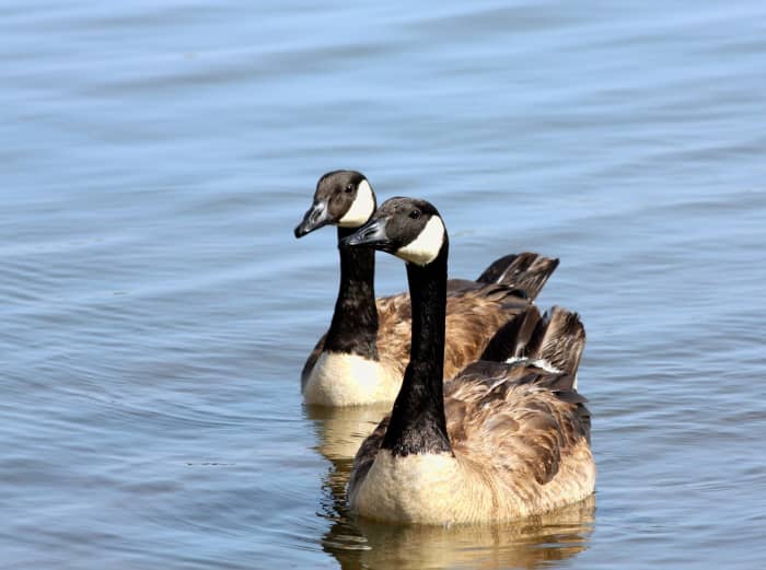 Fun Facts About Canada Geese Image To U