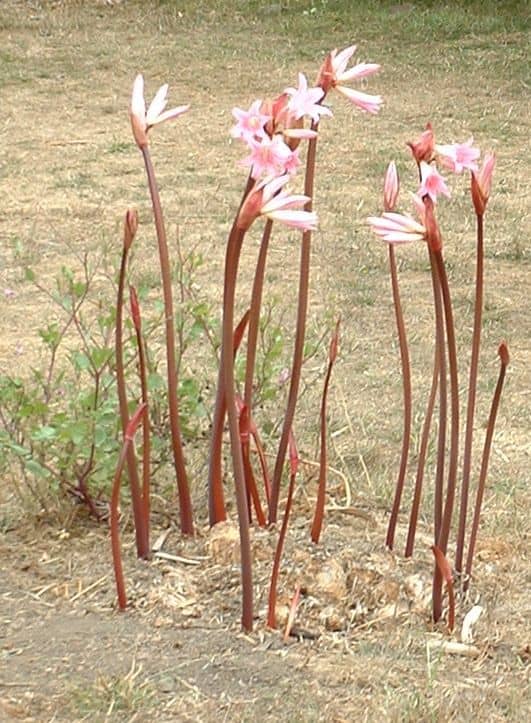 How To Grow Naked Lady Lilies Or Amaryllis Belladonna HubPages