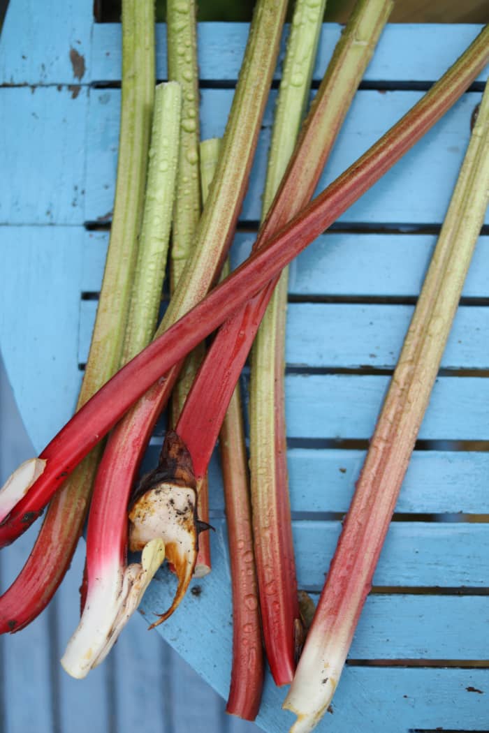 How To Harvest Rhubarb In The Home Garden Hubpages