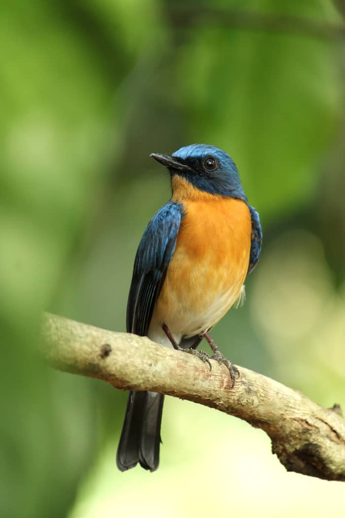 12 Most Beautiful Birds In India For Birdwatchers 2023 HubPages