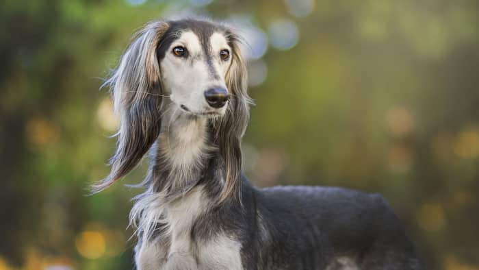 Understanding The Saluki Traits History And Care Of The Persian