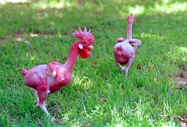 Advantages And Disadvantages Of Featherless Naked Chickens