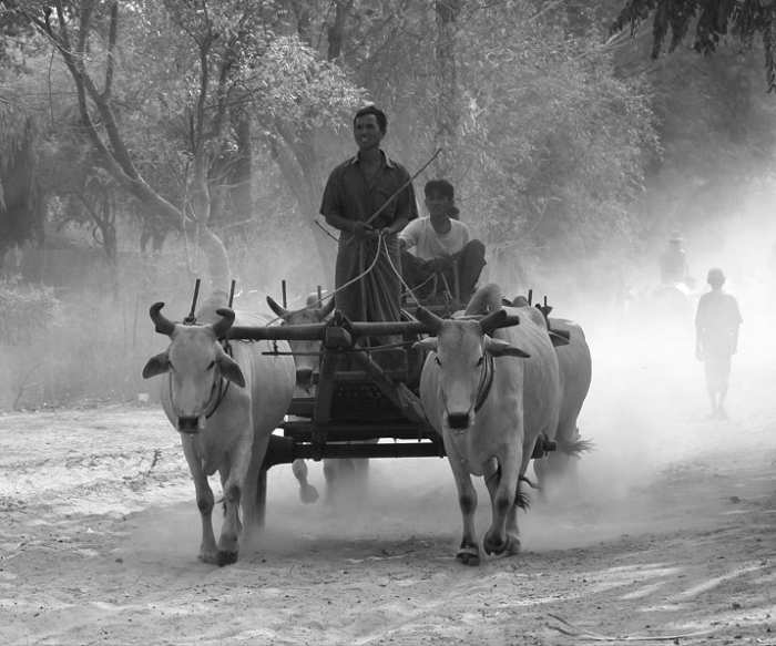 bullock cart: a poem