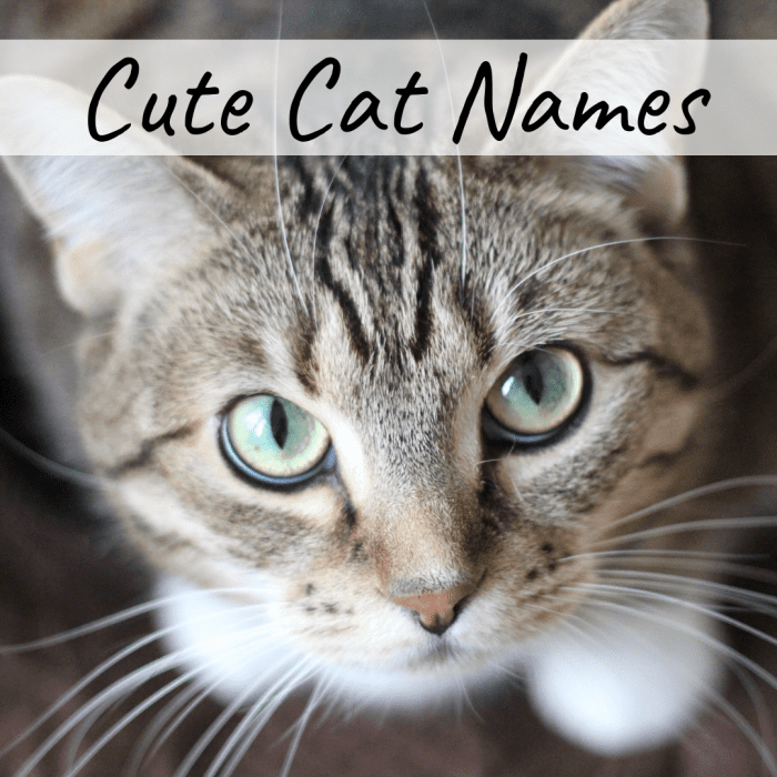 Cat Names Ideas For Male And Female Cats Pethelpful