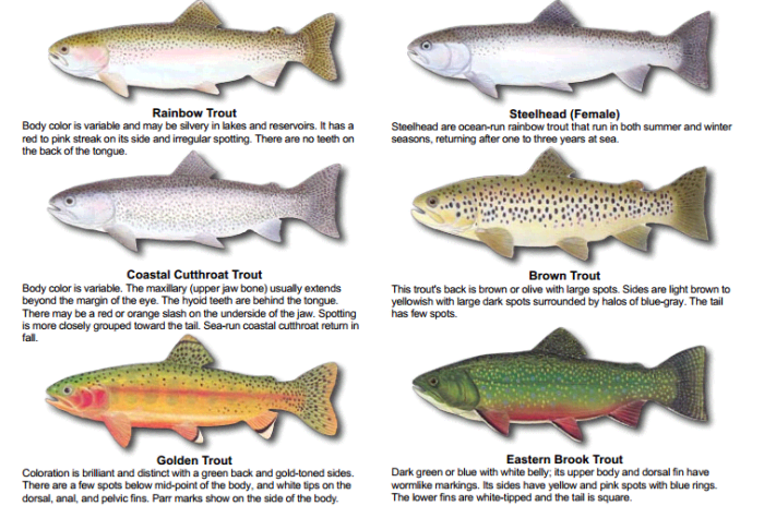 A Complete Guide To Trout Fishing Gear Tips And More Hubpages