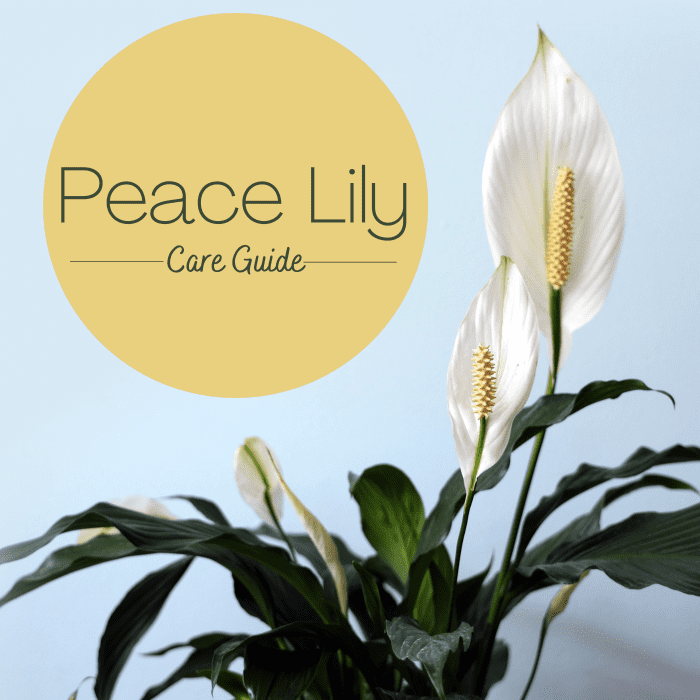 How To Care For A Peace Lily Plant Dengarden