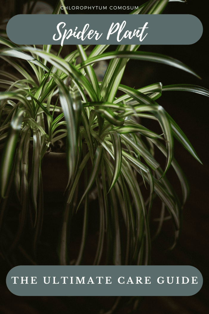 The Ultimate Guide To Chlorophytum Comosum Spider Plant Care