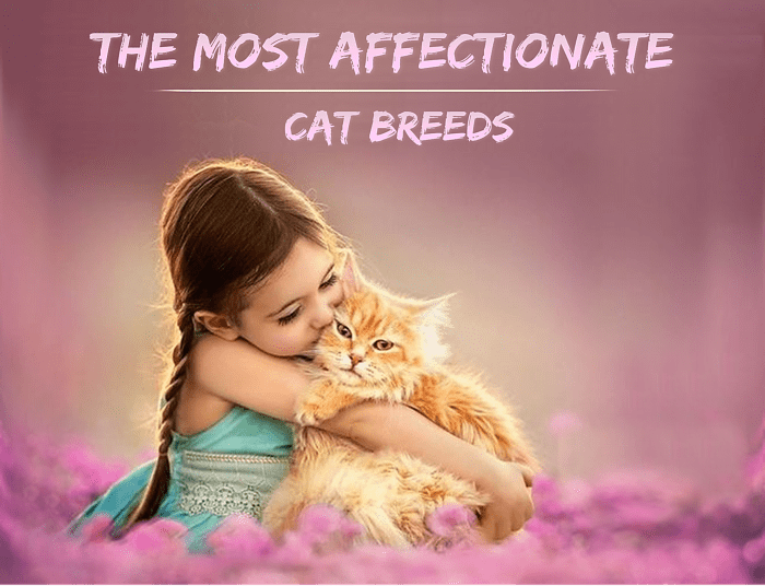 The Most Affectionate Cat Breeds Hubpages