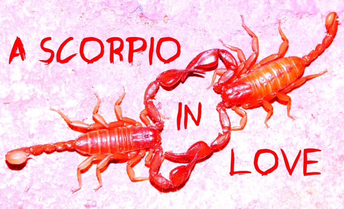 How Do You Know Scorpio Man Likes You Free porn pics 2023
