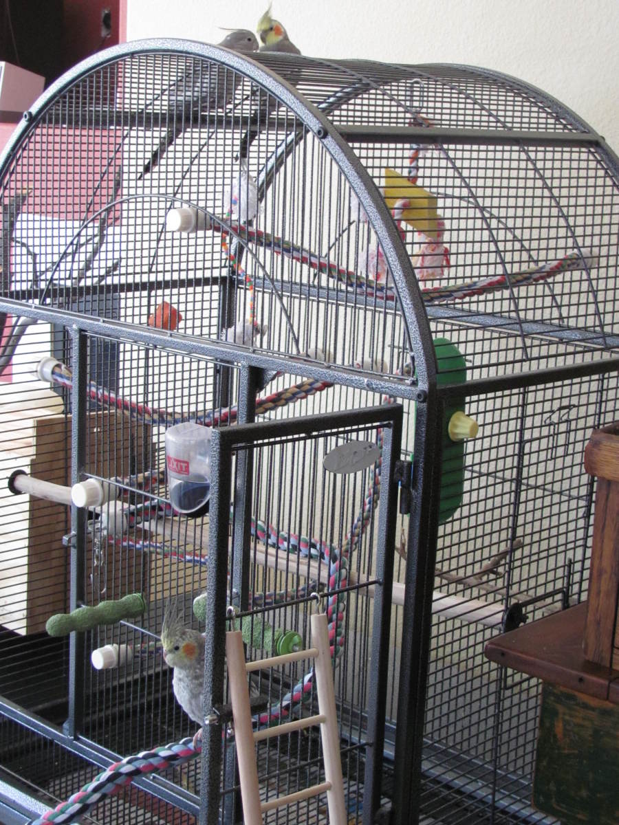 How To Set Up A Bird Cage For A Cockatiel Parakeet Or Parrot Pethelpful
