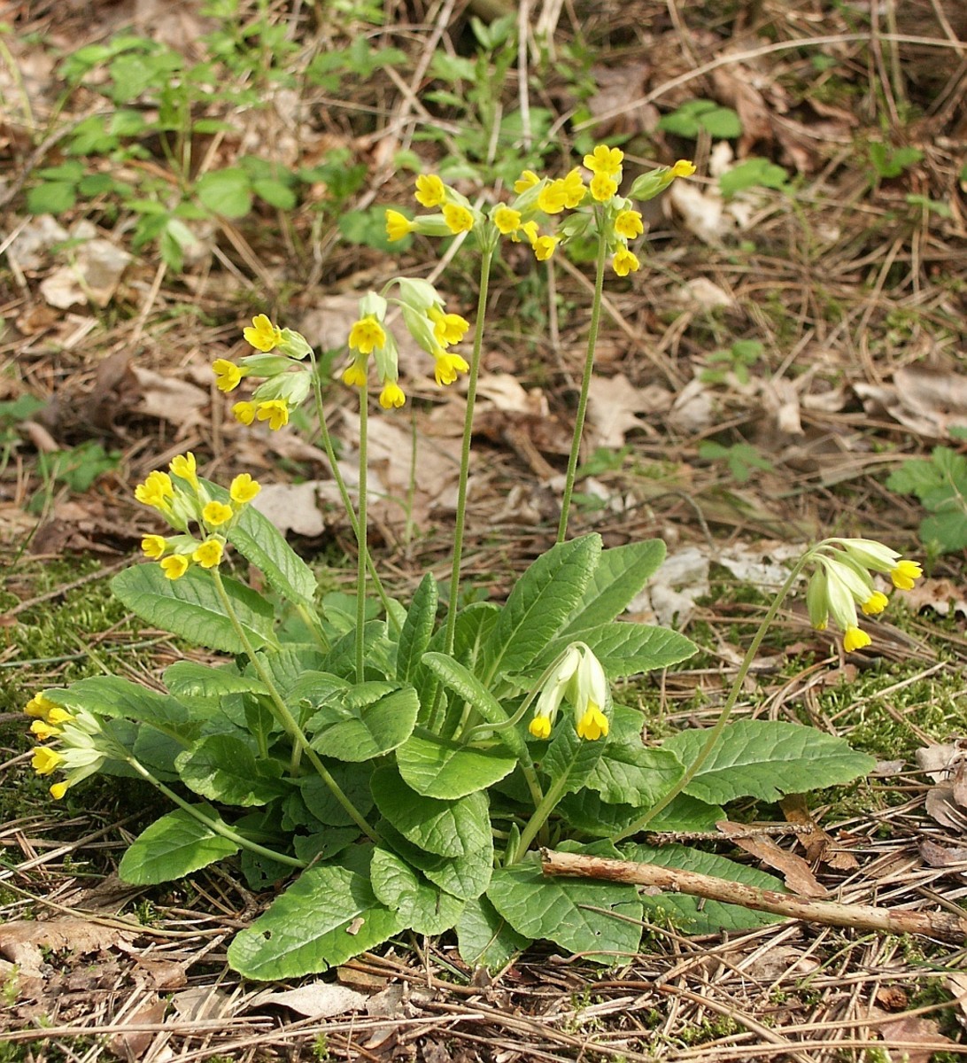 Primulas And Primroses Facts About Beautiful Spring Flowers Dengarden