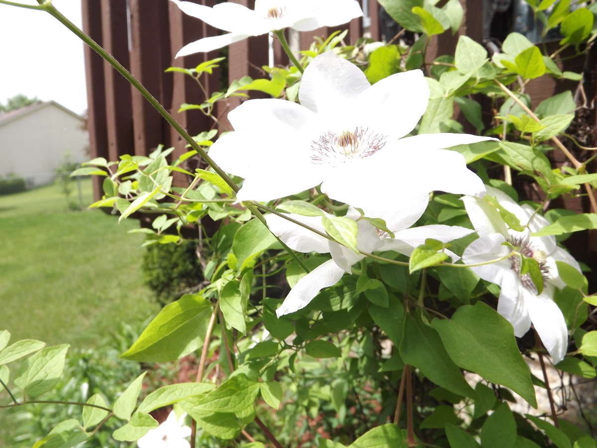 How To Plant And Grow Clematis Vines Dengarden