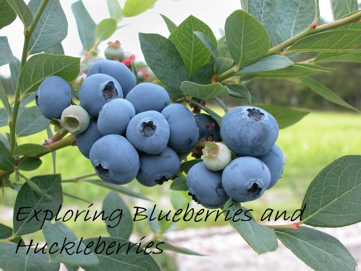 Exploring Blueberries And Huckleberries HubPages