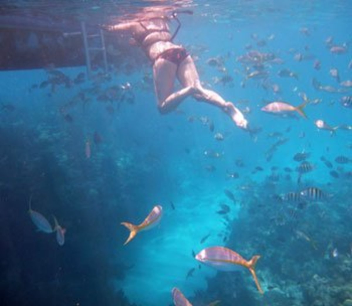 Best Places To Snorkel Coral Reefs In Florida Hubpages