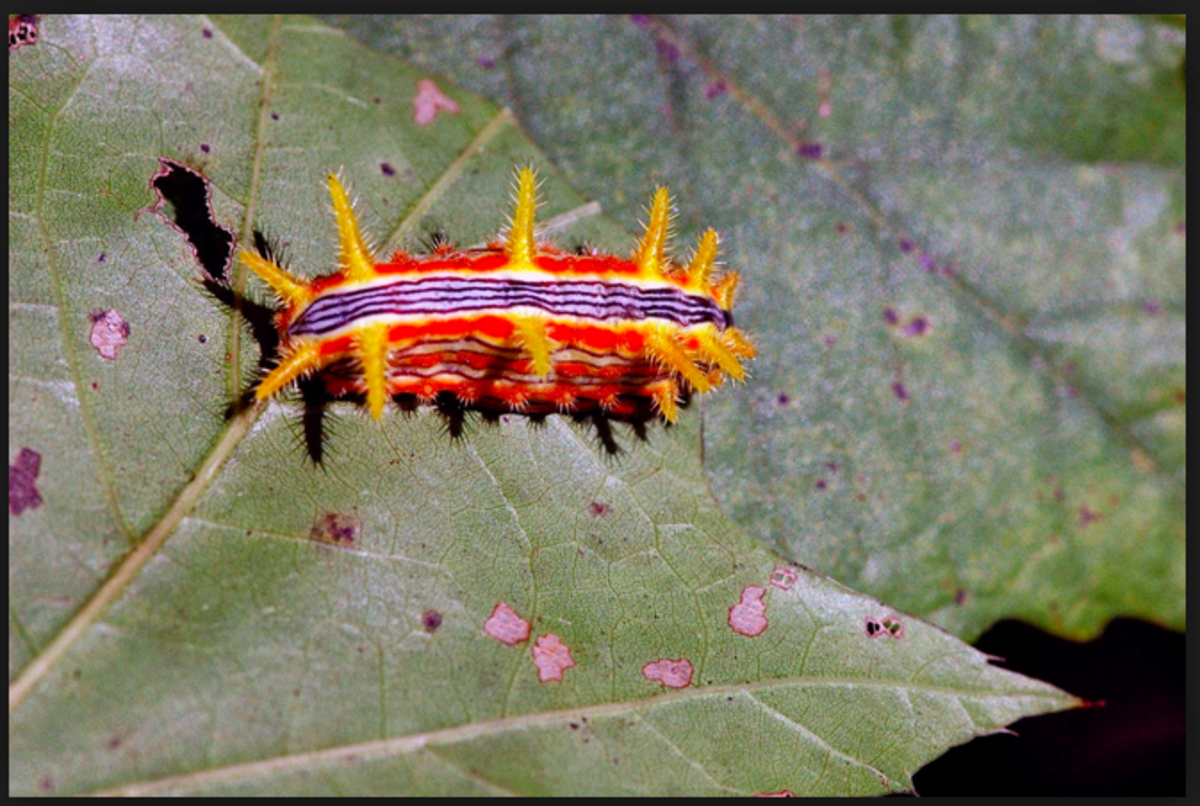 Venomous Caterpillars That Sting With Photos Owlcation