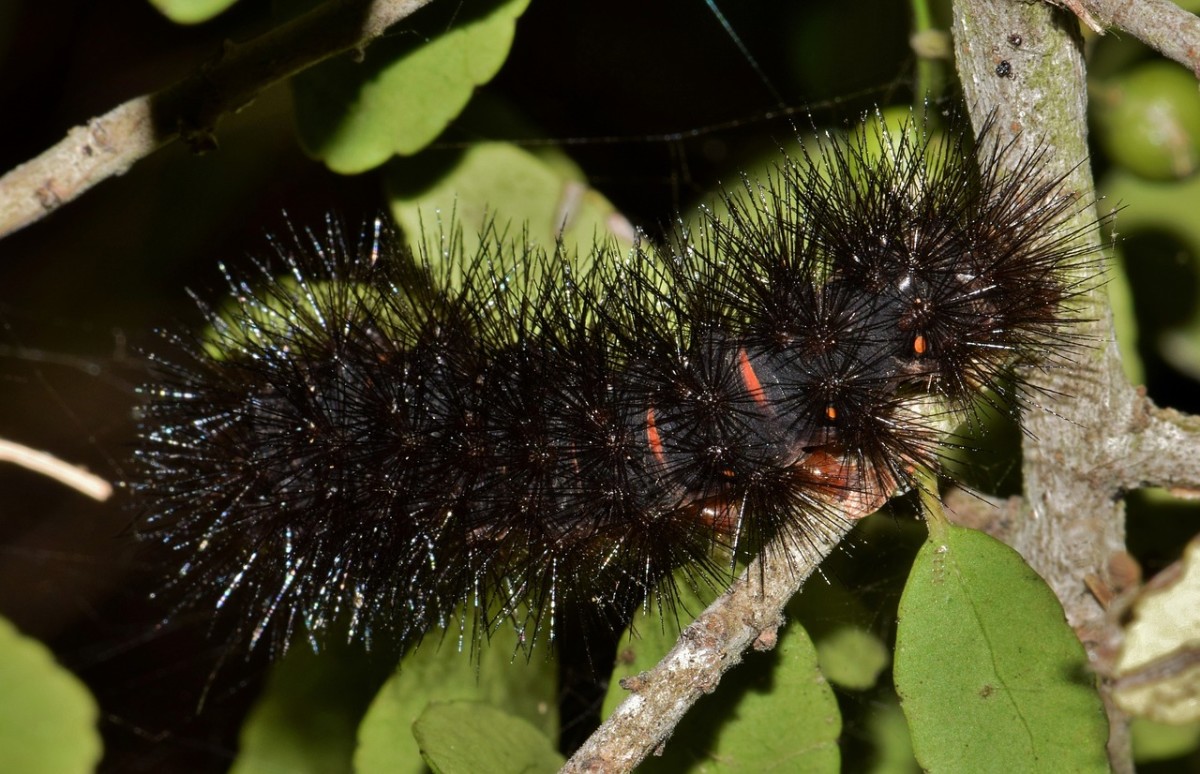 Venomous Caterpillars That Sting With Photos Owlcation