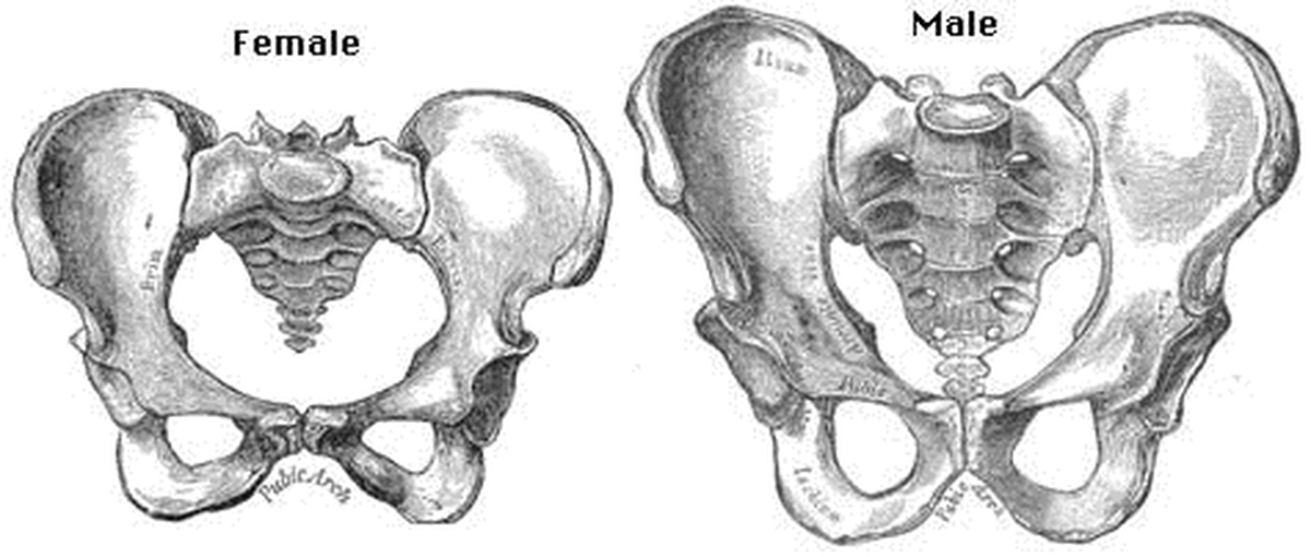 Anatomy Of The Pelvis Owlcation