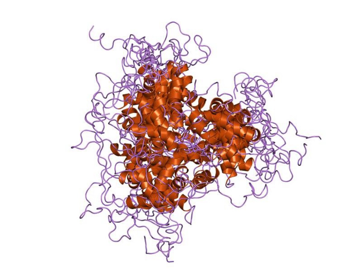 Foxo Proteins In Joint Health And Osteoarthritis Owlcation