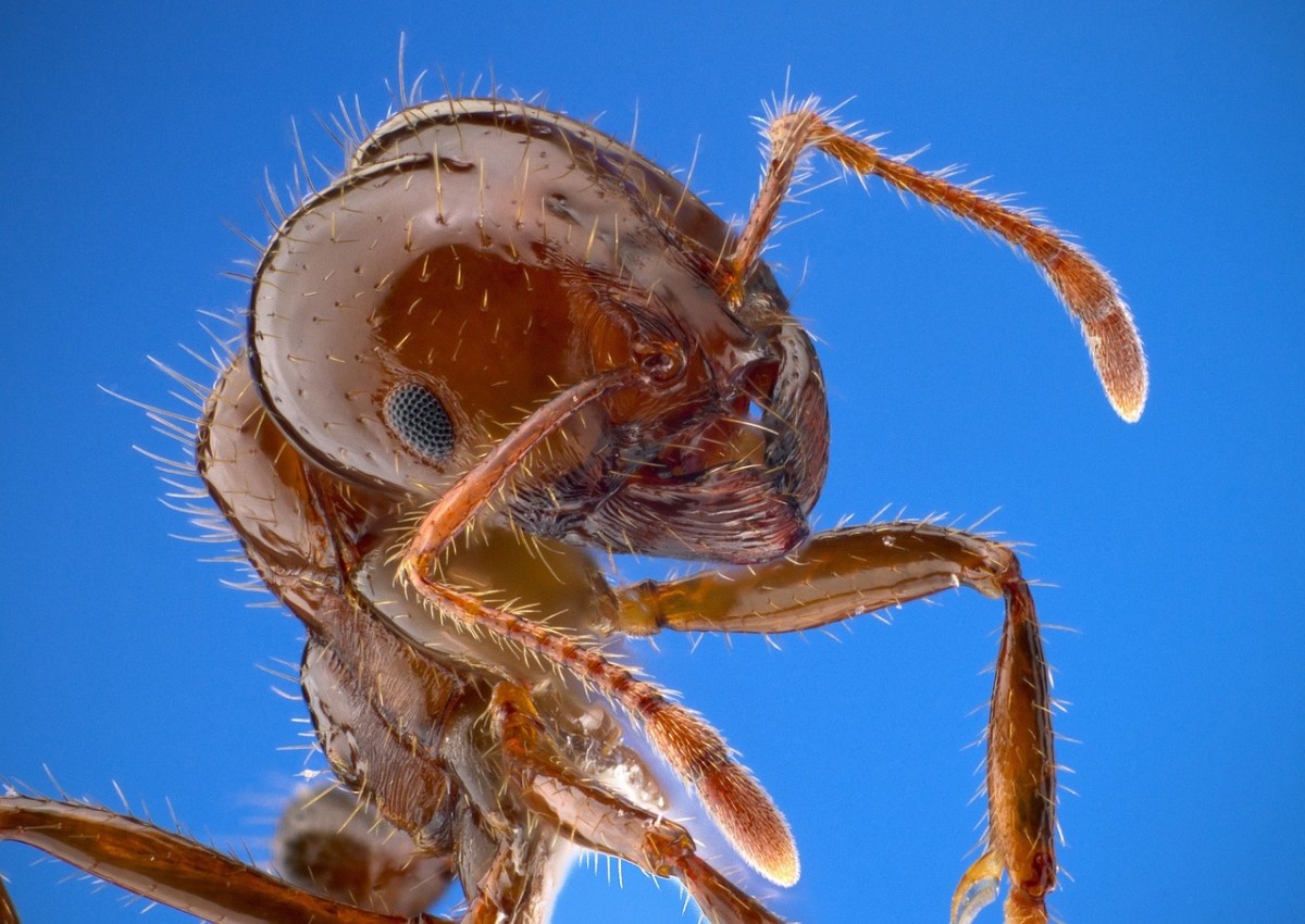 Ant Identification Guide With Photos Owlcation