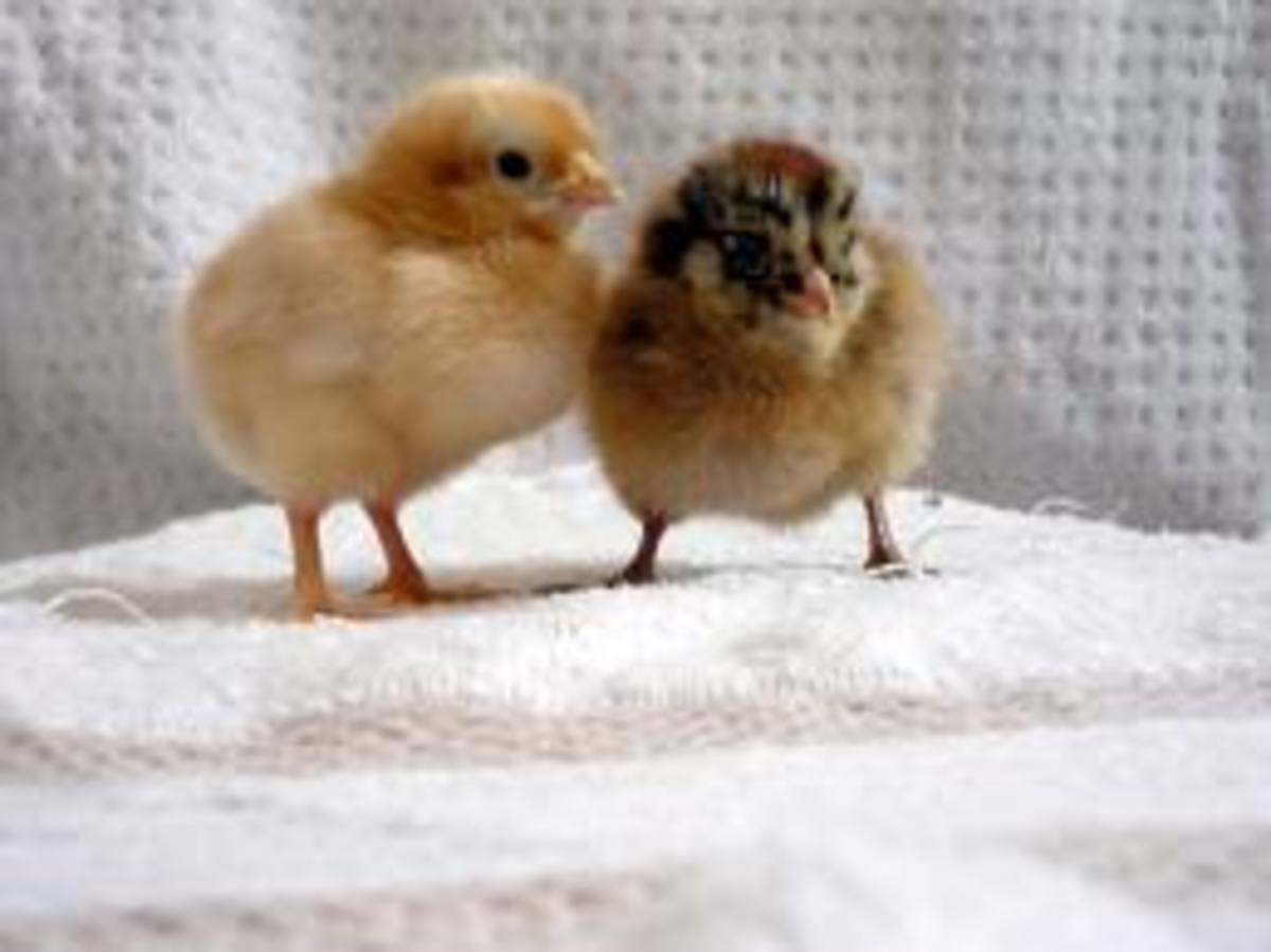 The Best Urban Backyard Egg Laying Hen Breeds Dengarden