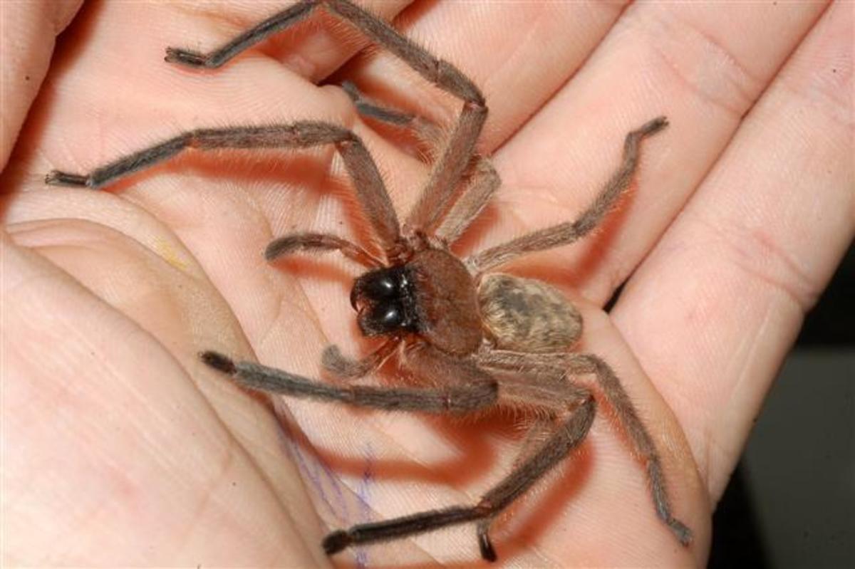 Гигантский паук охотник фото