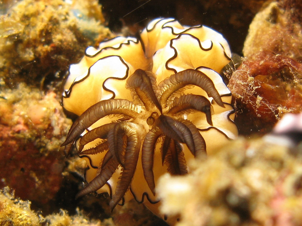 Beautiful Nudibranchs Colorful Sea Slugs Hubpages