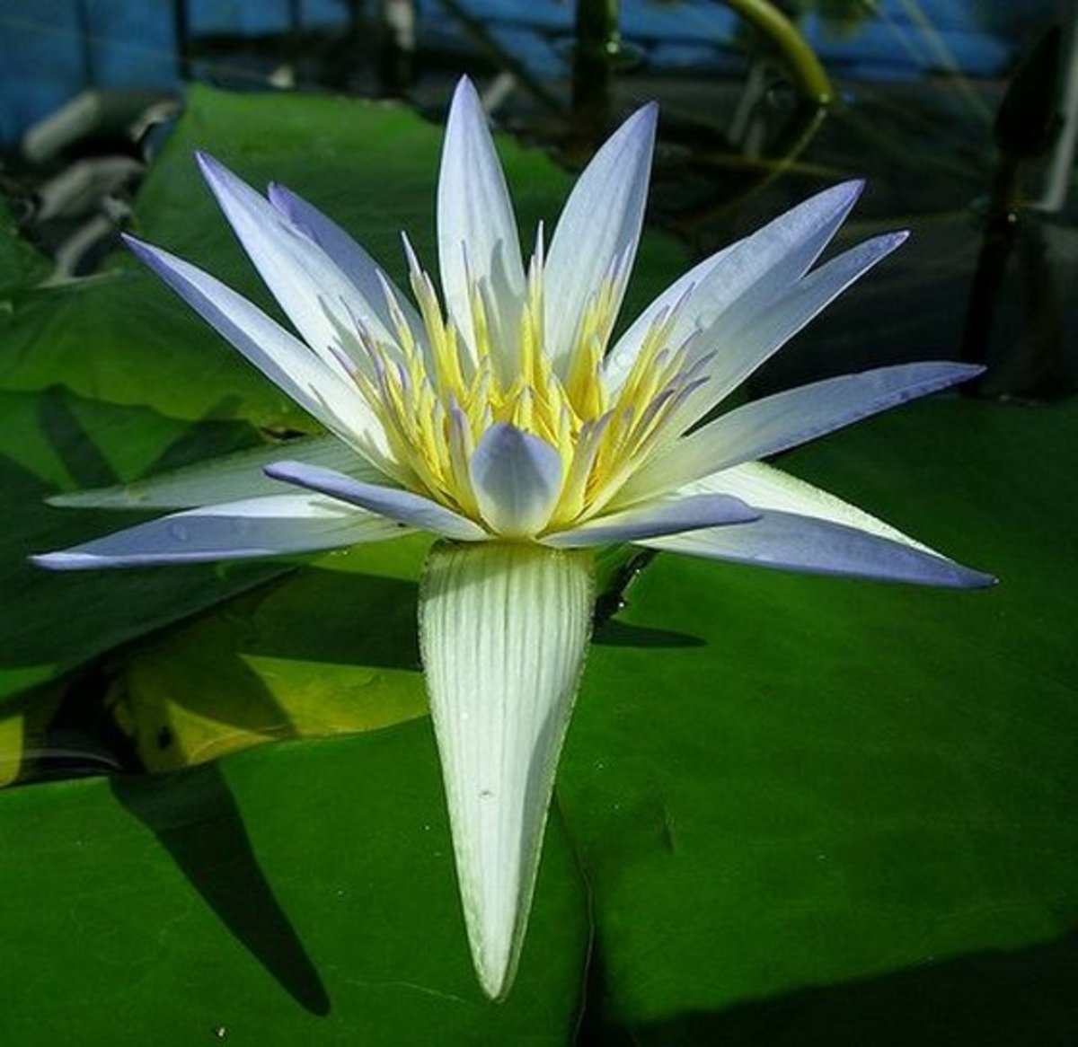 Египетский Лотос белый Nymphaea Lotus