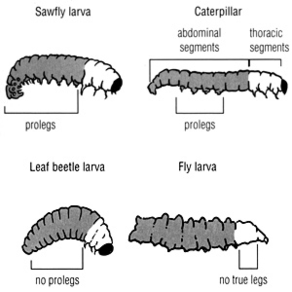 Asian long horned beetle larva id