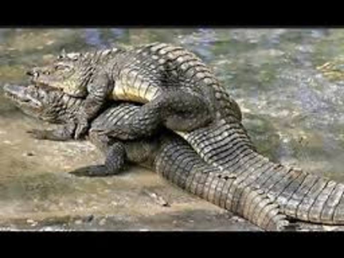 Крокодила Ебать Будем