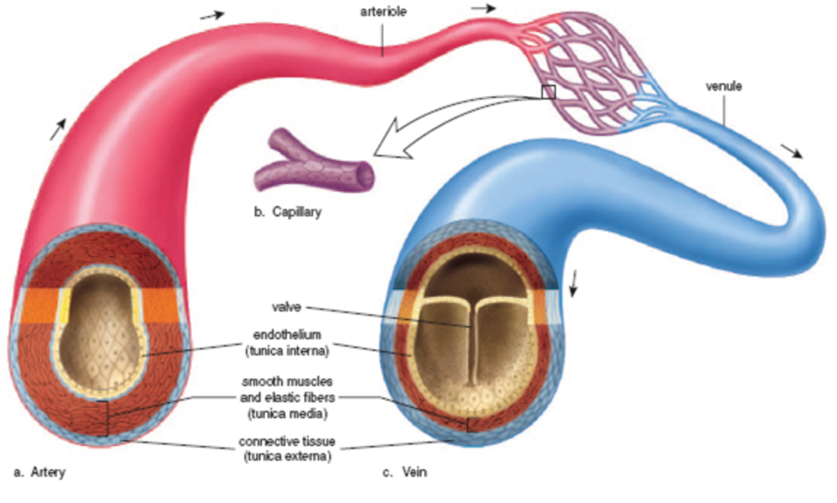 Interesting Facts About Blood Vessels Arteries Veins And Capillaries