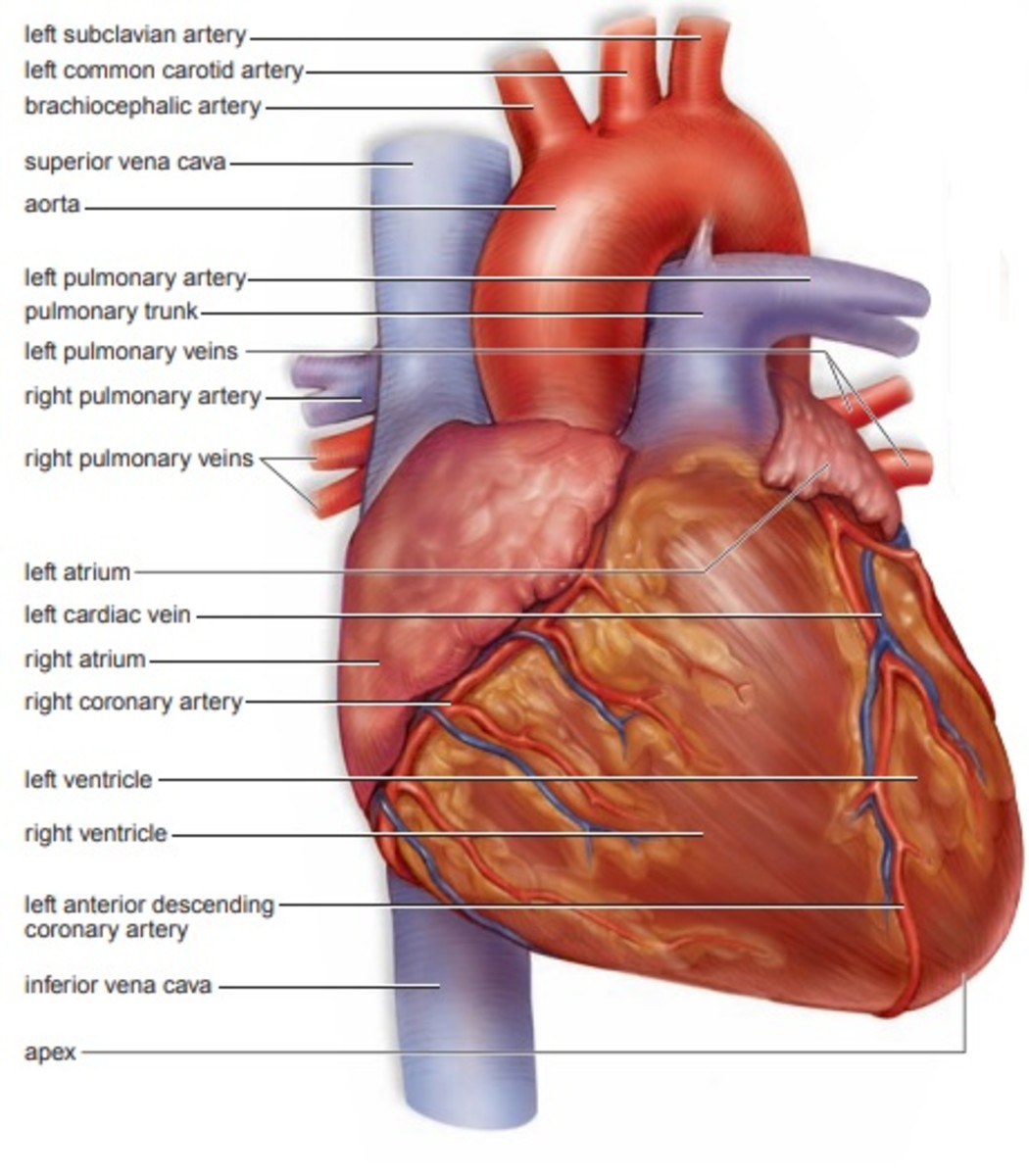 Cardiovascular System Heart And Blood Vessels Hubpages