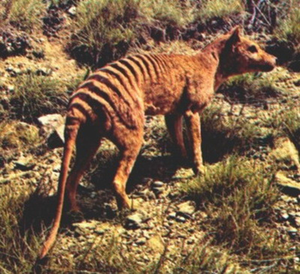 Тасманийский волк фото