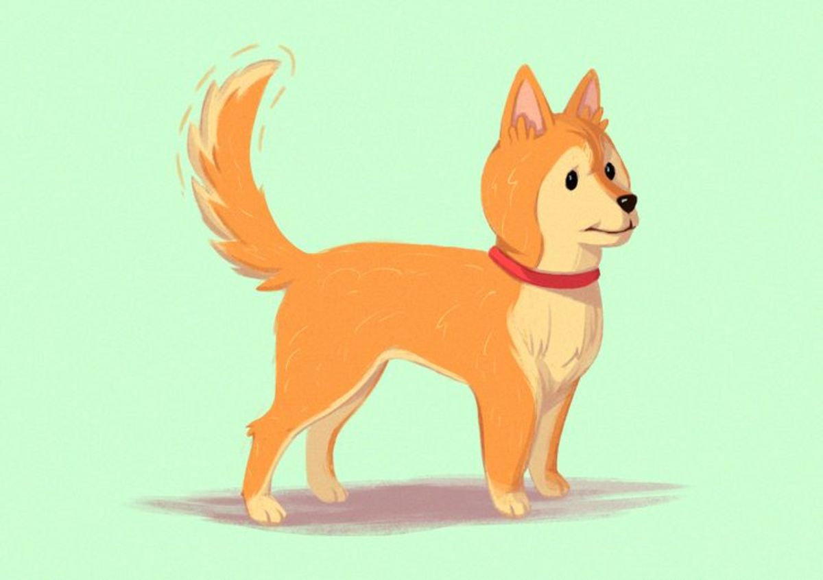 Рыжая собака с поднятым хвостом