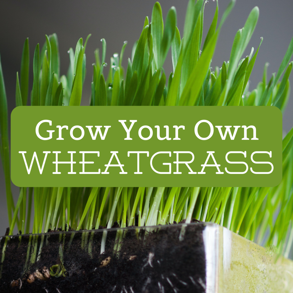 How To Use Wheatgrass Kits And Trays Dengarden