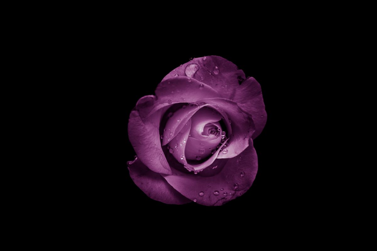 What Do Purple Roses Mean Plus Exciting Ways To Give Them Hubpages